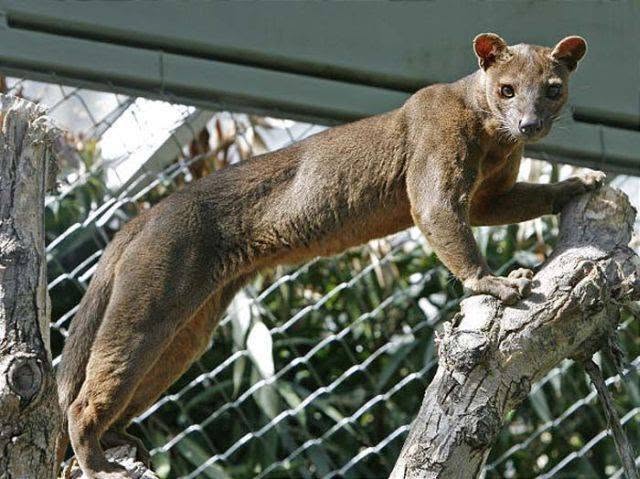  Parc Botanique et Zoologique Tsimbazaza