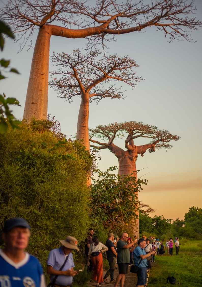 ALLEE DES BAOBABS - offre 1