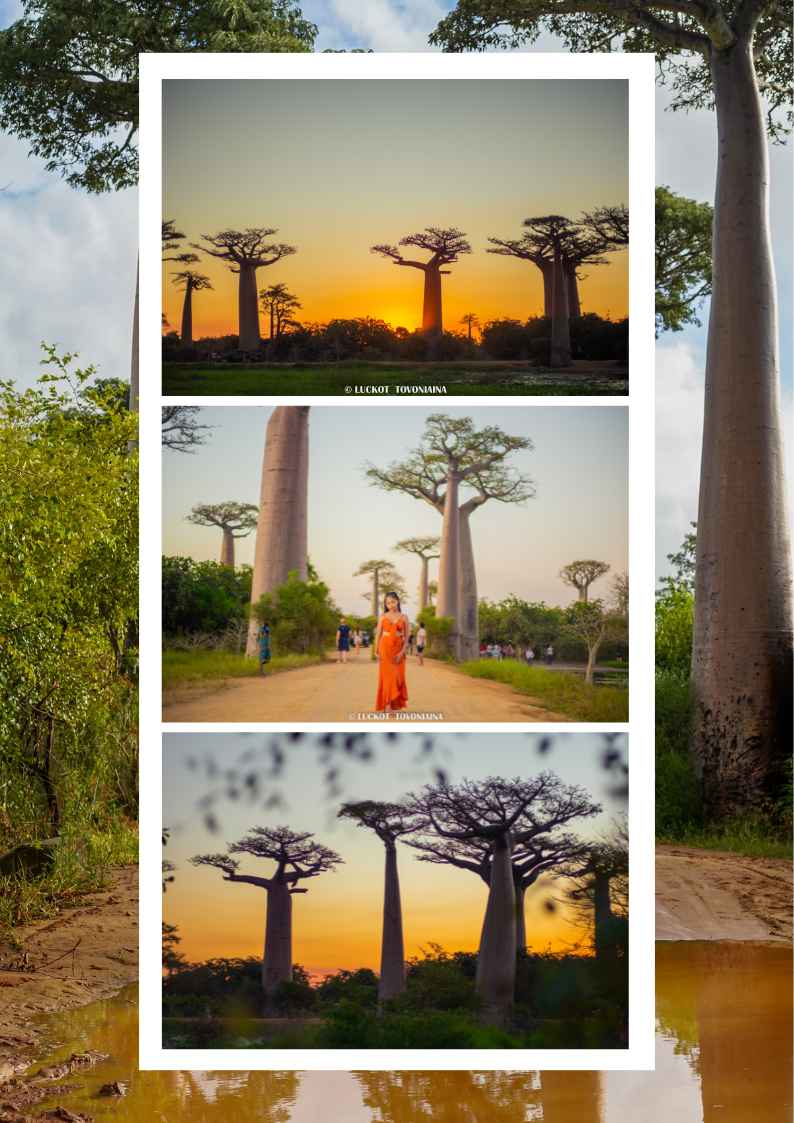 ALLEE DES BAOBABS - offre 3