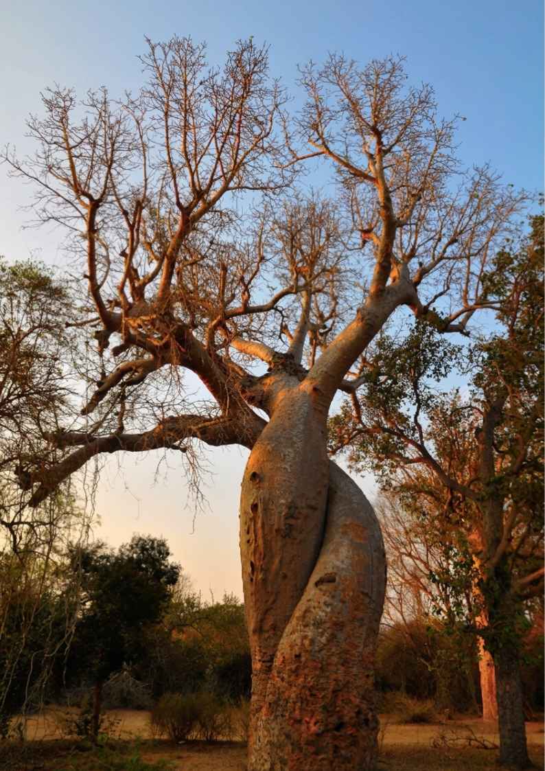 ALLEE DES BAOBABS - offre 2